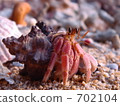 Hert hermit crab 702104