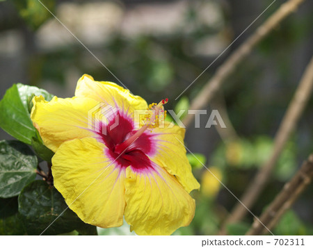 Hibiscus 702311