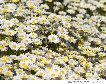 克里斯安化學 克里斯安化學 702313