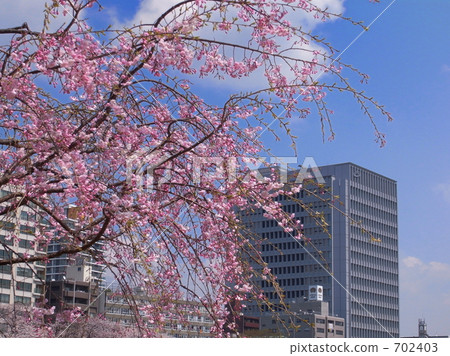 櫻花和建築 櫻花和建築 702403
