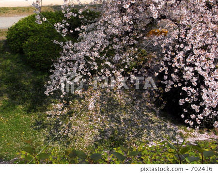 櫻花 櫻花 702416