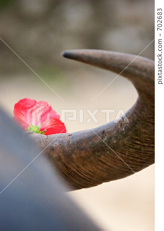 Hibiscus Hibiscus 702683