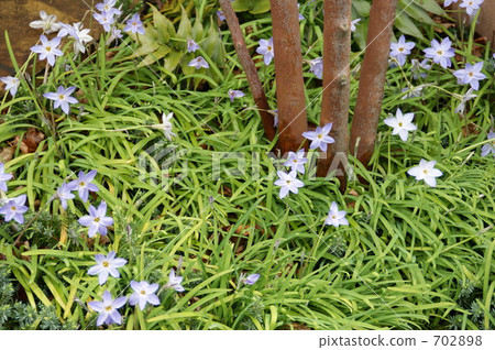 春天星狀花植物 春天 春 702898