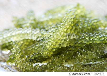 Sea grapes Ⅲ 702993