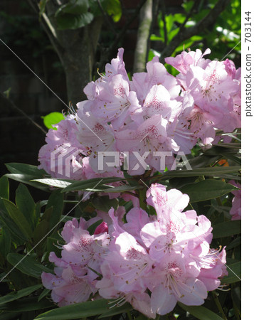 盛開的粉紅色花朵 盛開的粉紅色花朵 703144