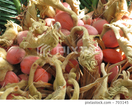 Red Sukebara Fruit 703145