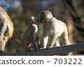  Rhesus monkey 703222