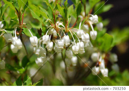 Daeda Dunziae 703250