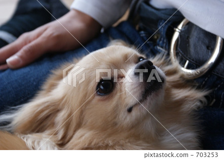 婦女和吉娃娃 703253