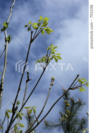 Highly growing Coasiabra tree Highly growing Coasiabra tree 703286