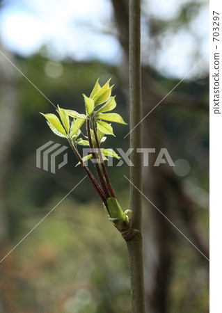 Buds of Coasiabra Buds of Coasiabra 703297