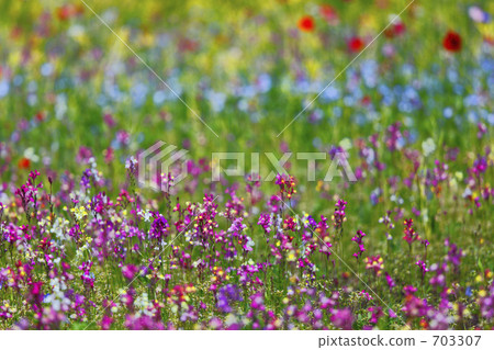 Invited by the fragrance of spring 703307