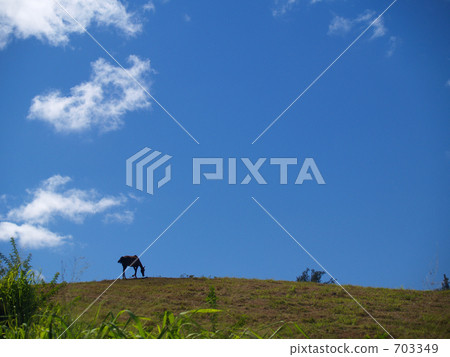 Waipio's horse 703349