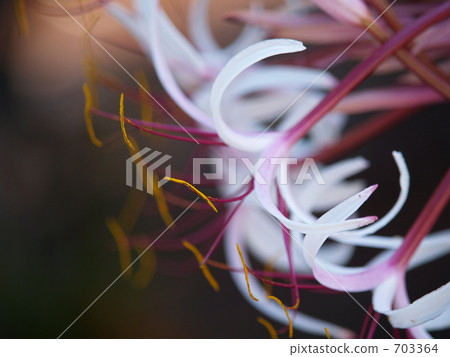 Spider Lily's white flower 703364