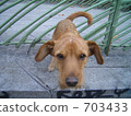Dog in PARIS Marche 703433