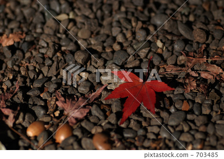 autumn leaves, autumnal tints, maple 703485