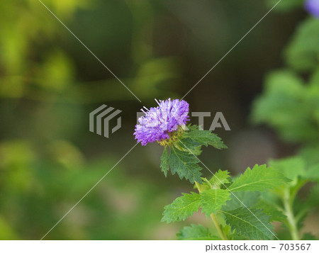 Murasaki Rushan 703567