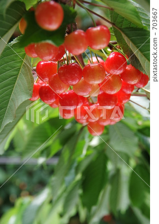 Cherry Sato Nishiki 703667