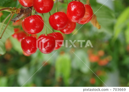 Ripe cherries 703669