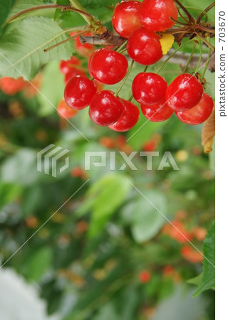 Ripe cherries 703670