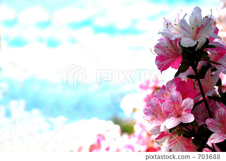Hirado Azalea 2 703688