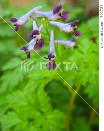 Murasaki Keman 703728