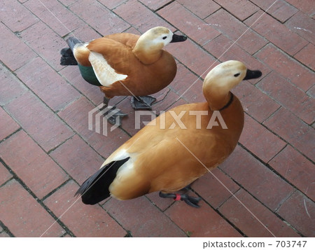Two ducks 703747