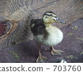 A small duck 703760