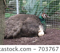 Peacock to warm eggs 703767