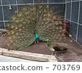 Peacock with spread wings 703769