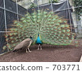 Peacock that spreads wings and invites females 703771