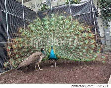 Peacock that spreads wings and invites females Peacock that spreads wings and invites females 703771
