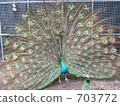 Peppers that spread wings and show pretty feathers 703772