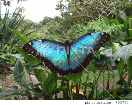 Pere Idez Morpho of Costa Rica 703793