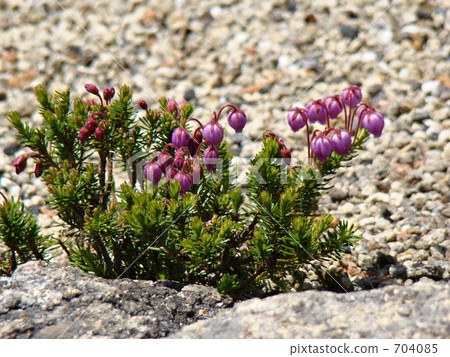 Ezonoguzakakura Ezonoguzakakura 704085