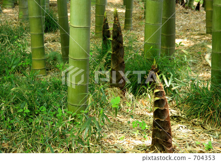 Bamboo shoots and bamboo groves Bamboo shoots and bamboo groves 704353