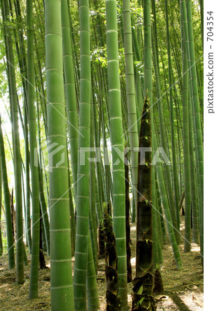 Bamboo shoots and bamboo groves Bamboo shoots and bamboo groves 704354