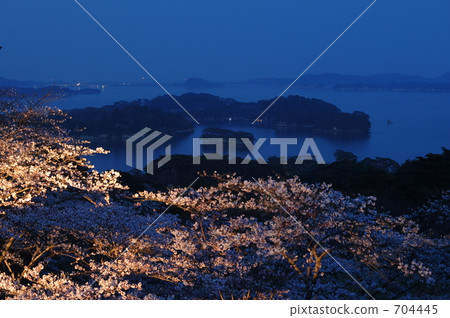 夜晚的櫻花 704445