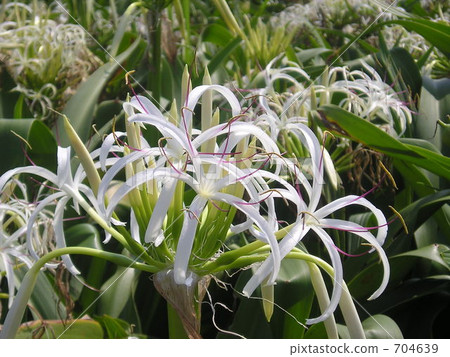 Natsui wash cotton on the beach 704639