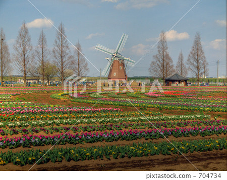 akebonoyama park, tulip field, pinwheel 704734