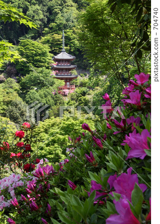 Mi Muroto寺和杜鵑花 704740