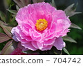 牡丹 花朵 花 704742