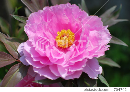 牡丹 花朵 花 704742