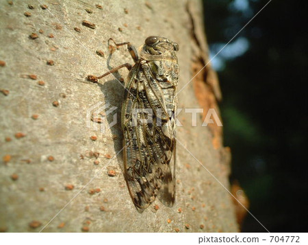 Early summer niisemi Early summer niisemi 704772