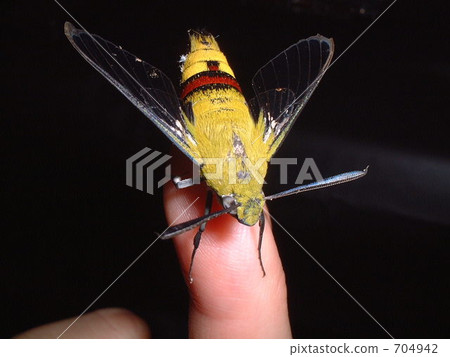 Freshly raised oosukashiba 704942