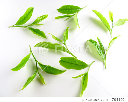 Tea shoots Tea shoots 705102