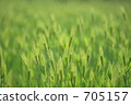春天的麥田 705157