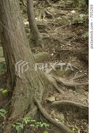 root 705269