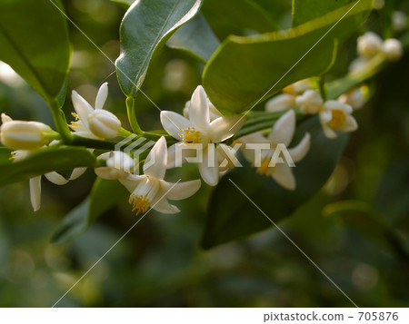 Kumquat white flowers bloom July 705876