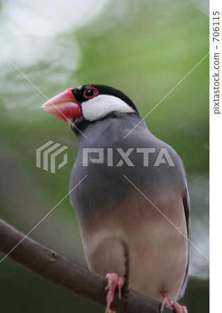 Cherry blossom 706115